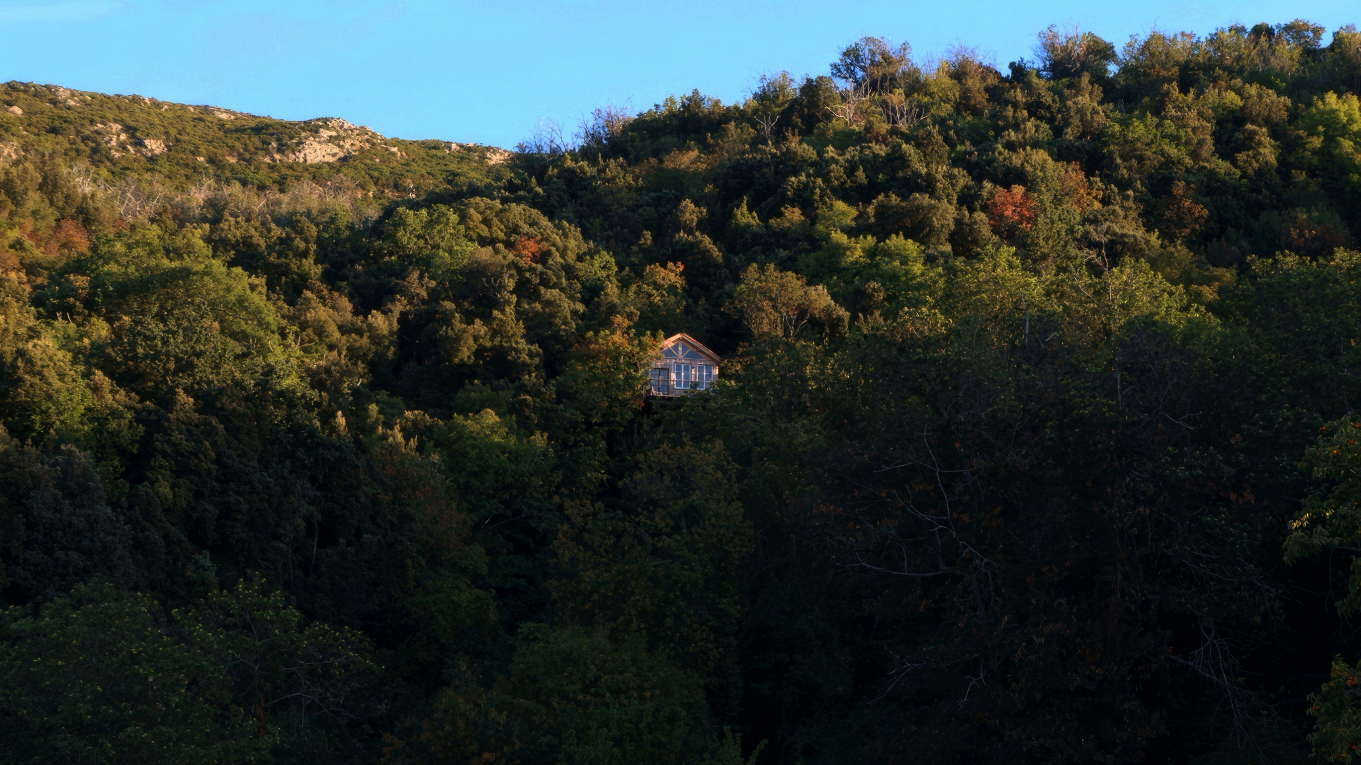 La maison perchée dans la forêt