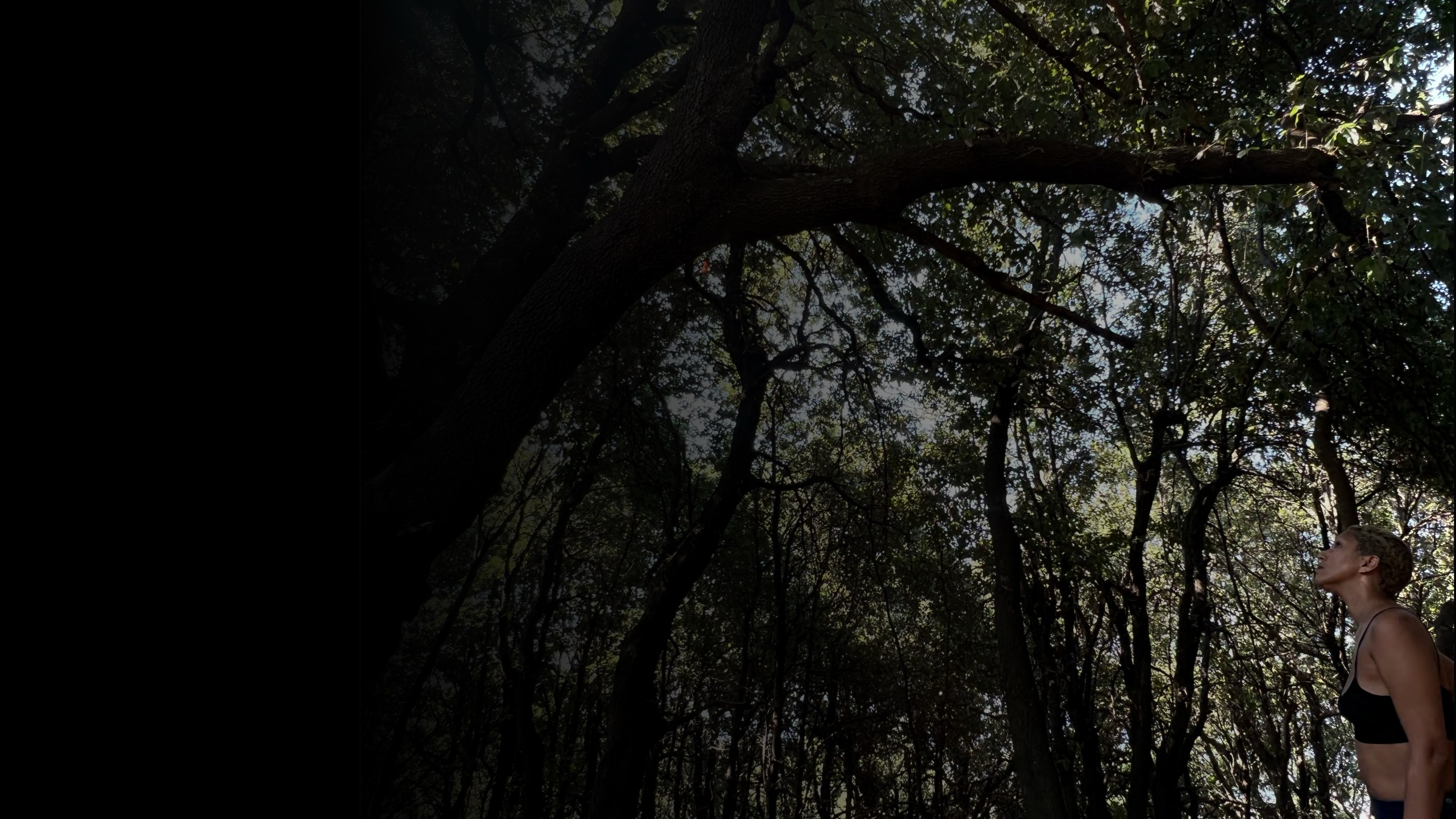 Sous-bois en contre-jour