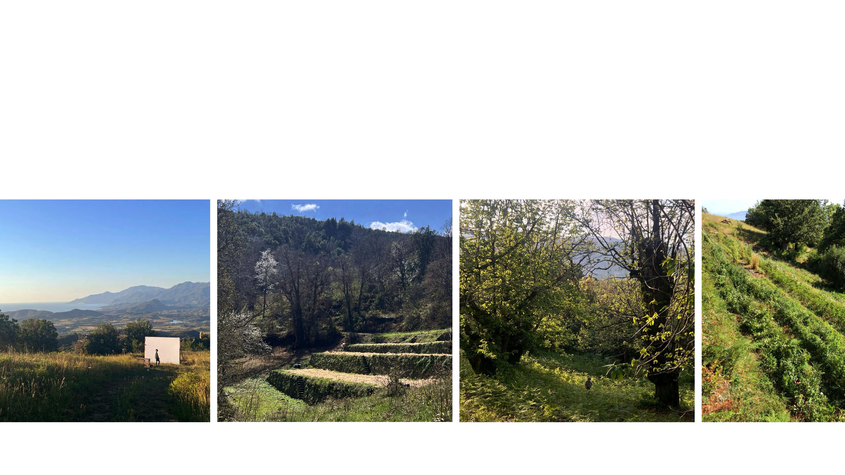 Terrasses et oliveraie