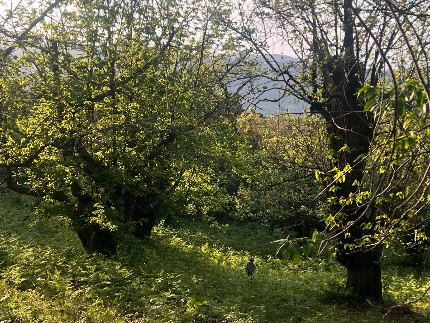 Châtaigneraie au printemps