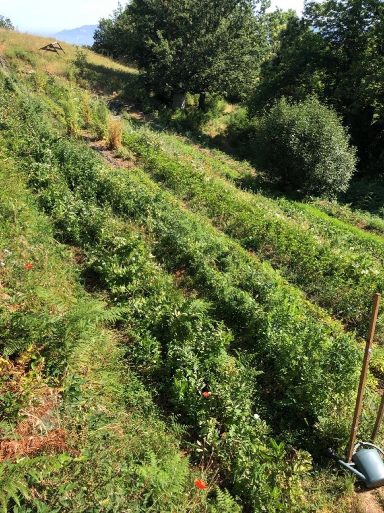 Terrasses cultivées en été