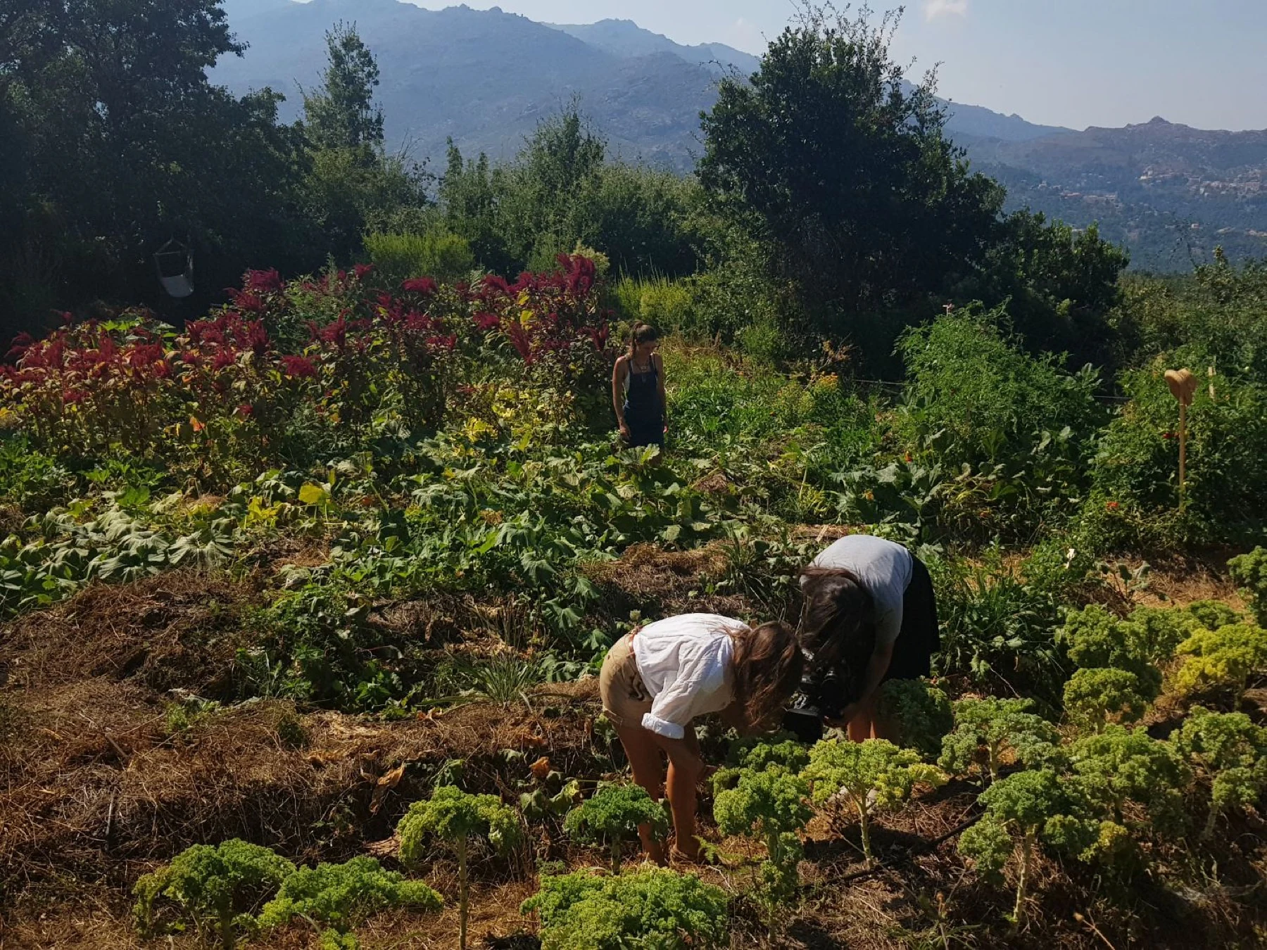 Récolte au potager
